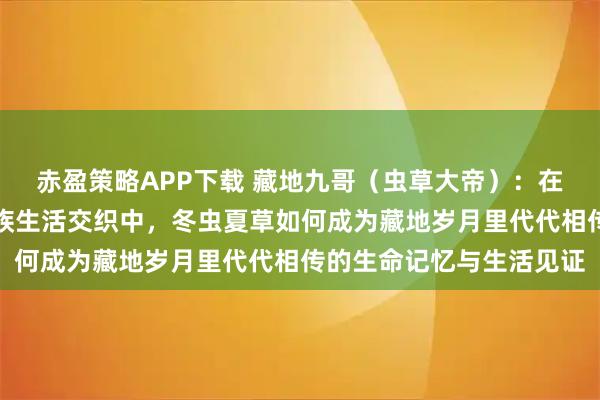 赤盈策略APP下载 藏地九哥（虫草大帝）：在青藏高原四季轮回与家族生活交织中，冬虫夏草如何成为藏地岁月里代代相传的生命记忆与生活见证